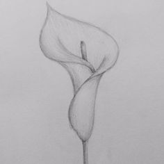 a pencil drawing of a single flower