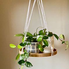 a potted plant hanging from a rope with some green plants in it and other houseplants