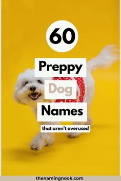 a white dog with the words, 60 preppy dog names that aren't overused