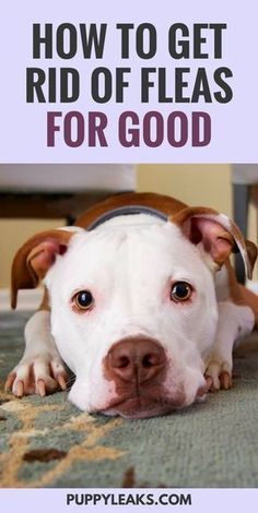 a white and brown dog laying on top of a rug next to a chair with the words how to get rid of fleas for good