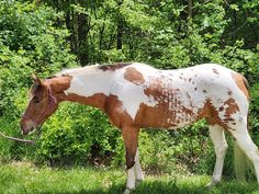 a brown and white horse standing on top of a lush green field next to trees