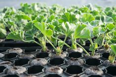 small green plants growing out of the ground in plastic trays with holes on them