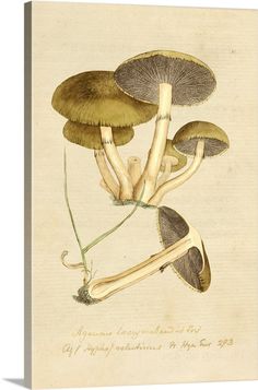 three mushrooms are shown in this antique illustration