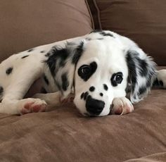 a black and white dog laying on top of a couch