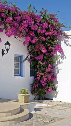 purple flowers growing on the side of a white building with steps leading up to it