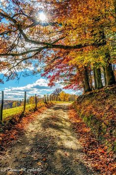 a dirt road surrounded by trees with leaves on the ground and autumn foliage around it