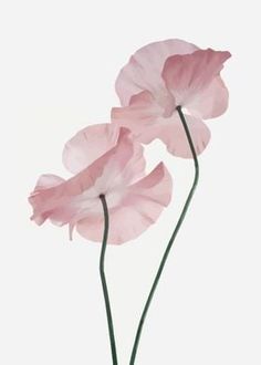 three pink flowers are shown against a white background