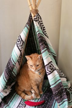 an orange tabby cat sitting in a teepee