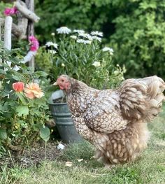 a brown and white chicken standing in the grass next to some flowers on a sunny day