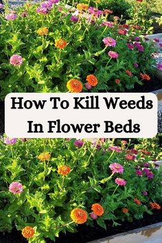 flowers in flower beds with the title how to kill weeds in flower beds