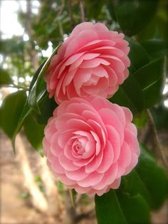 two pink flowers with green leaves in the foreground