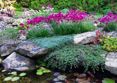 the pond is filled with water lilies and purple flowers