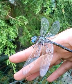 a person holding a small dragonfly on their hand in front of some green trees