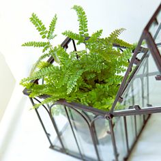 a green plant in a small metal cage