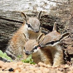 three baby meerkats are standing next to each other in the dirt and wood