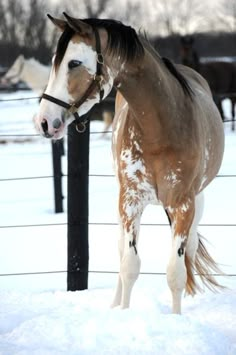 a brown and white horse standing in the snow