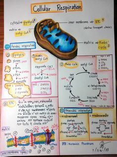 a hand drawn diagram of cellular respitition with blue shoes on the bottom and words below it