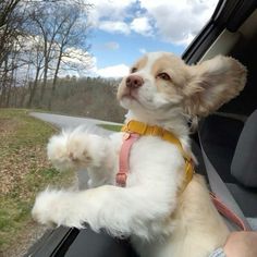 a small white dog sitting in the passenger seat of a car with its paws on the steering wheel