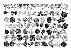 black and white roses on a white background