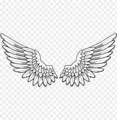 two wings with black and white lines on the bottom, one is facing each other