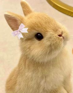 a small rabbit with a pink bow on its head