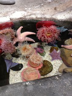 sea urchins and corals on display in an aquarium