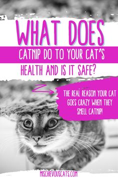 a cat with the caption what does catrip do to your cats'health and it safe?