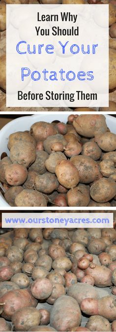 potatoes before and after they are turned into potato pots with text that reads learn why you should care your potatoes before storing them