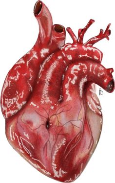 a drawing of a human heart in red and white with blood vessels running through it