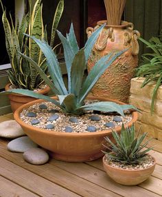 several potted plants and rocks on a wooden deck