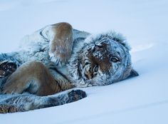 a tiger laying on its back in the snow