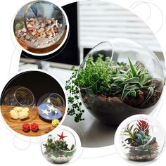 several different types of plants in glass bowls