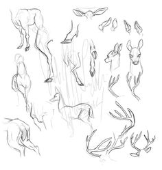 sketches of deer and antelope in various poses