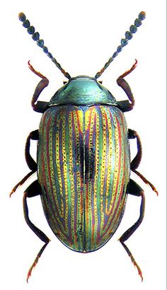 an image of a colorful beetle on a white background