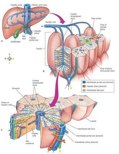 the anatomy of the liver and its surrounding structures