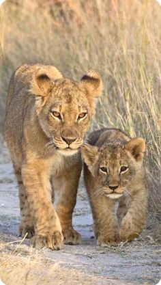 two young lion cubs walking down a dirt path in the grass and brush, with one looking at the camera