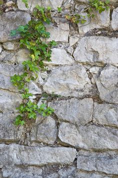 an ivy growing on the side of a stone wall