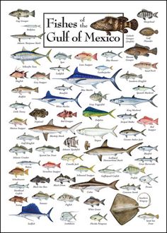 fishes of the gulf of mexico are shown in this poster, which shows different types of fish