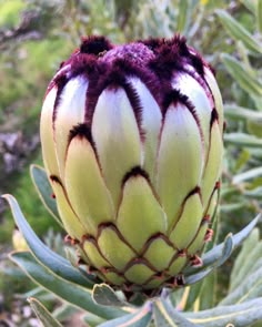 an artichoke plant with purple and white petals