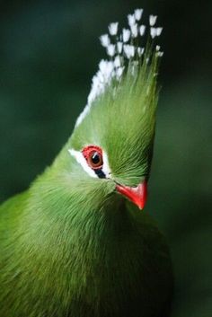 a close up of a green bird with red eyes