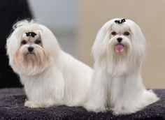 two small white dogs sitting next to each other