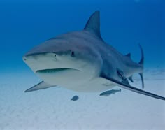 a large shark swimming in the ocean