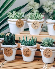 small potted succulents with labels on them