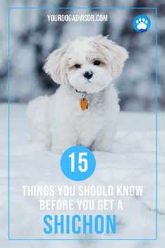 a white dog sitting in the snow with text overlay that reads 15 things you should know