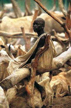 a man standing in front of a herd of cattle