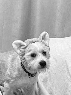 a small white dog sitting on top of a couch