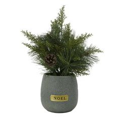 a small potted plant with pine cones in it's centerpiece on a white background