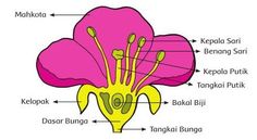 the parts of a flower labeled in english