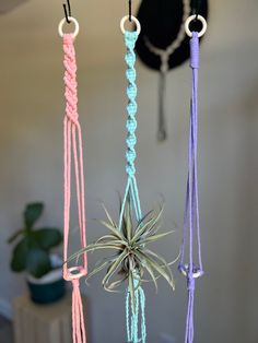 three macrame plant hangers with air plants in them