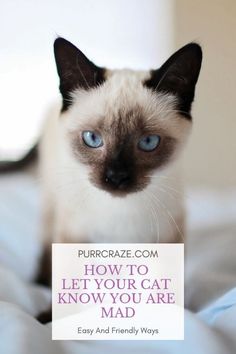 a siamese cat sitting on top of a bed with the caption how to let your cat know you are mad